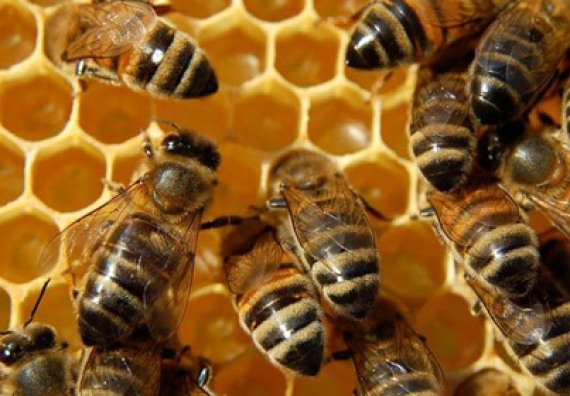 Condiții de eligibilitate pentru producătorii apicoli pentru subvenții