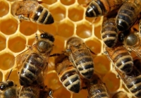 Condiții de eligibilitate pentru producătorii apicoli pentru subvenții